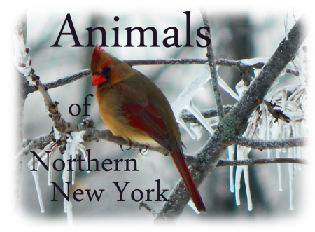 Animals of Northern New York