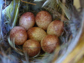 Wren eggs