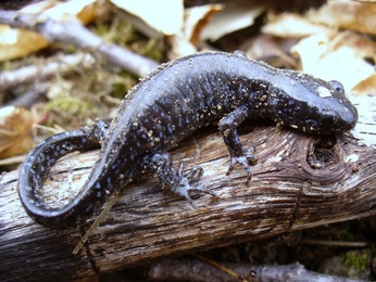 Blue - Spotted Salamander