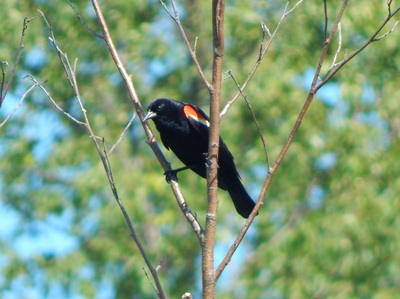 blackbird winged