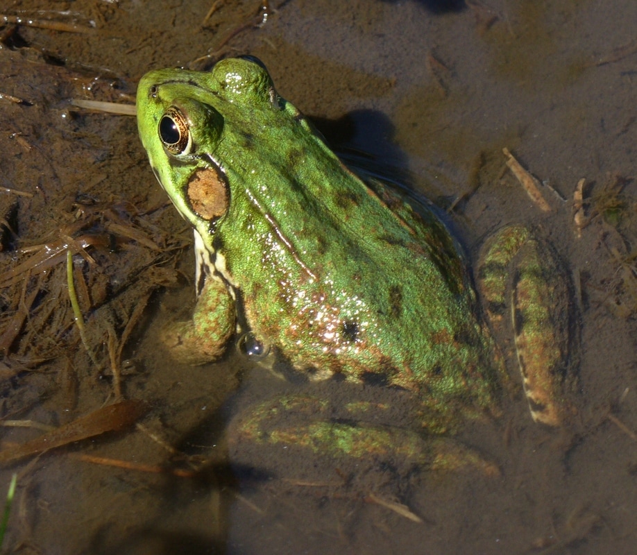 Green Frog - Animals of Northern New York