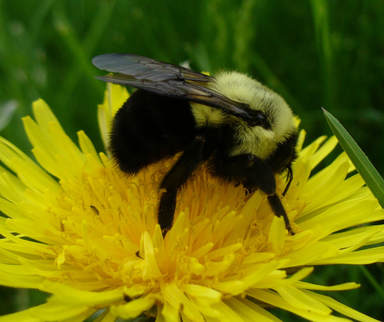 Bumble Bees - Animals of Northern New York